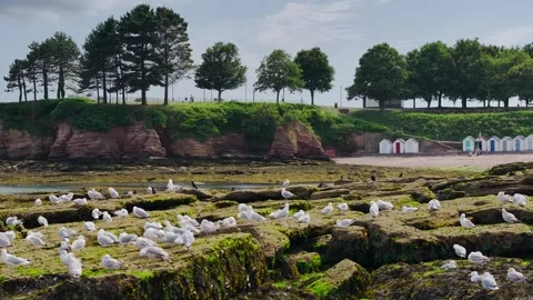 Flock of Seagulls on rocks at low tide in Torquay from a drone, Devon, England Stock-Footage 312413980