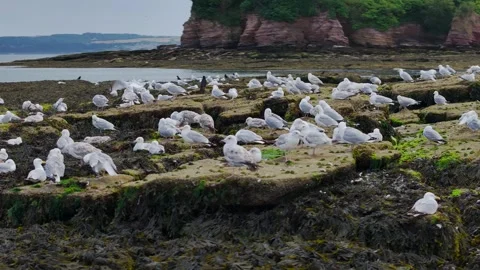 Flock of Seagulls on rocks at low tide in Torquay from a drone, Devon, England Stockbeeldmateriaal 312413990