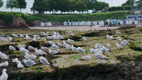 Flock of Seagulls on rocks at low tide in Torquay from a drone, Devon, England Stockbeeldmateriaal 312413994