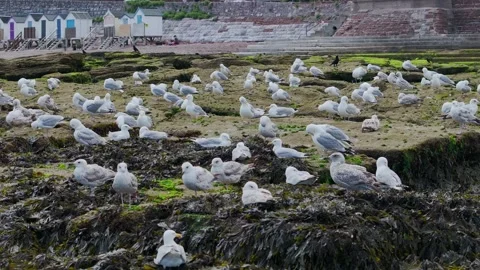 Flock of Seagulls on rocks at low tide in Torquay from a drone, Devon, England Stockbeeldmateriaal 312413996