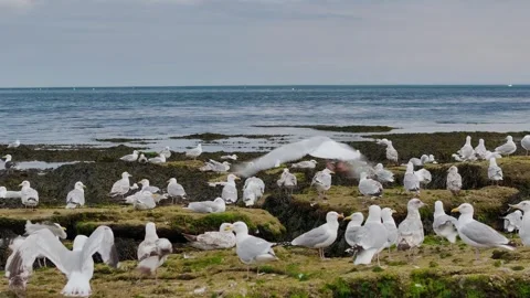 Flock of Seagulls on rocks at low tide in Torquay from a drone, Devon, England Stockbeeldmateriaal 312414009