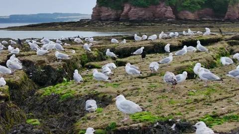 Flock of Seagulls on rocks at low tide in Torquay from a drone, Devon, England Stockbeeldmateriaal 312414010