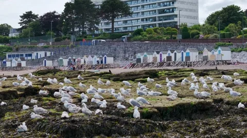 Flock of Seagulls on rocks at low tide in Torquay from a drone, Devon, England Stockbeeldmateriaal 312414016