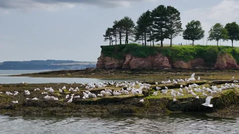 Flock of Seagulls on rocks at low tide in Torquay from a drone, Devon, England Stockbeeldmateriaal 312414017