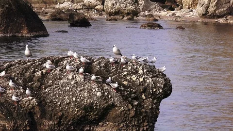 Flock of seagulls on a rocky island, Black Sea Stock Footage 102973653