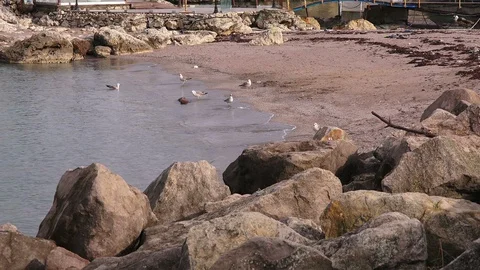 Flock of seagulls on a sandy beach, Black Sea Stock Footage 104705210