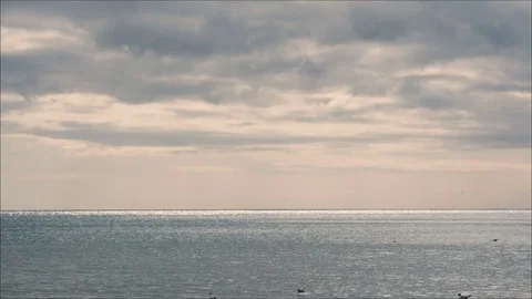 A flock of seagulls in the sea Stock Footage 79341031