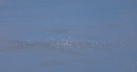 Flock of seagulls on the sea Stock Footage 115119533