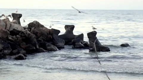 Flock of seagulls at sea Stock Footage 138489900