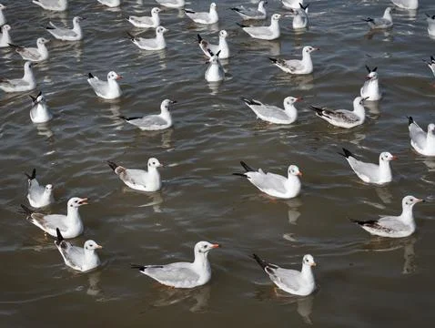 Flock of Seagulls on the Sea Stock Photos