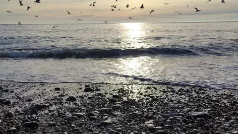 A flock of seagulls on the seashore at sunset. Stock Footage 300068741