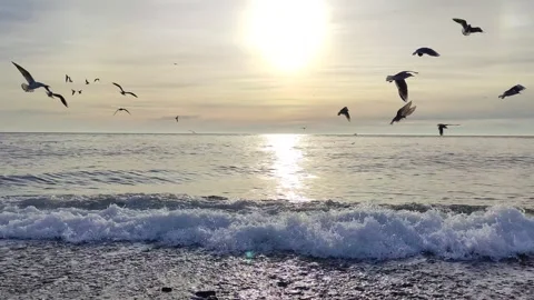A flock of seagulls on the seashore at sunset. Stock Footage 300068746