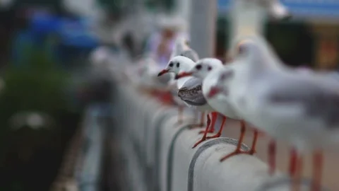 A Flock of Seagulls on a Seaside Pier Stock Footage 100742666