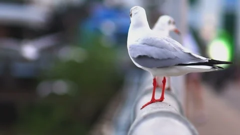 A Flock of Seagulls on a Seaside Pier Vídeo Stock 100742670