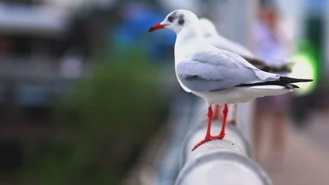 A Flock of Seagulls on a Seaside Pier Stock-Footage 100742672