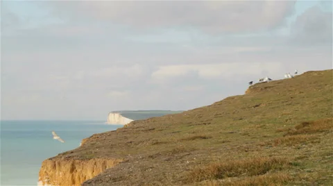 A flock of seagulls seating on a cliff edge Stock Footage 32599847