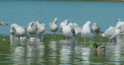 Flock of seagulls in shallow water with diving duck in foreground Stockbeeldmateriaal 332245950