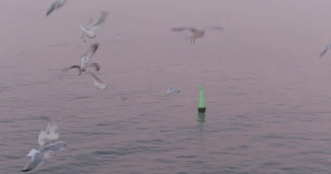 Flock of seagulls at a ship Stock-Footage 96830020