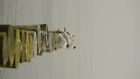 A flock of seagulls sits on a log pier. Stock Footage 252439802