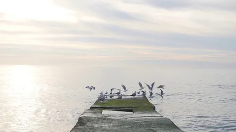 Flock of seagulls sitting and fly away from the pier at the sea Video stock 71630037