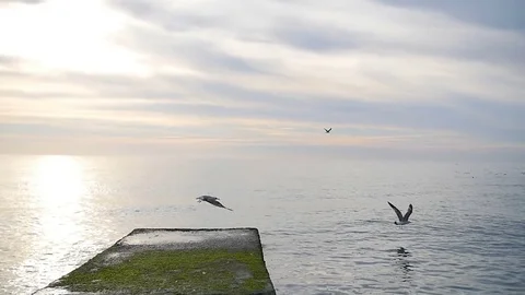 Flock of seagulls sitting and fly away from the pier at the sea Stock-Footage 71630265