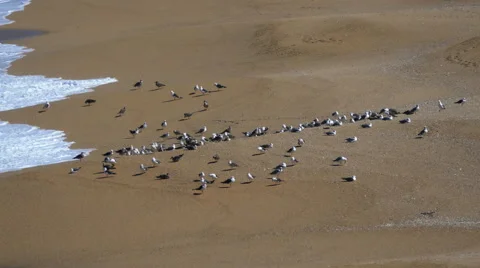 Flock of Seagulls Sitting on the Beach Ocean with Waves Stock Footage 41531224