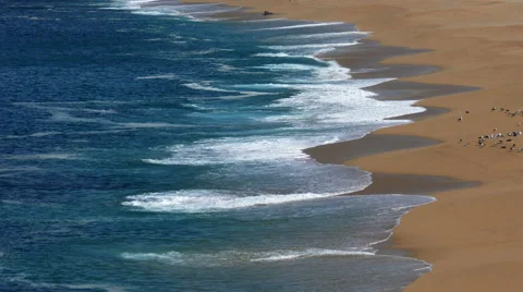 Flock of Seagulls Sitting on the Beach Ocean with Waves 스톡 동영상 41533229