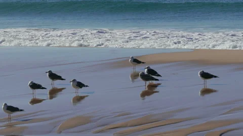 Flock of Seagulls Sitting on the Beach Ocean with Waves Stock Footage 45578059