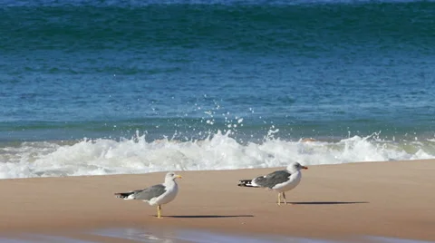 Flock of Seagulls Sitting on the Beach Ocean with Waves Stock Footage 45578092