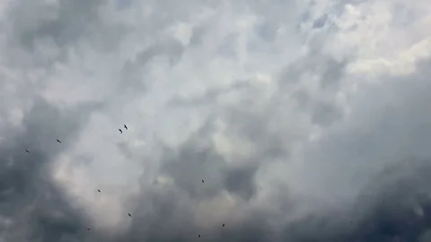 Flock of seagulls up in the sky against a dramatic sky. Stock Footage 77894907
