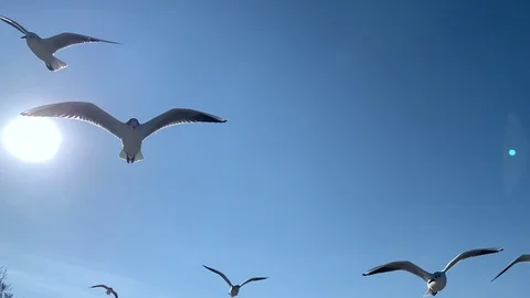 A flock of seagulls in the sky Stock Footage 103202477