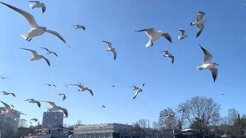 A flock of seagulls in the sky Stock Footage 103202535