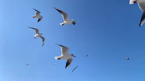 A flock of seagulls in the sky Stock Footage 103202571