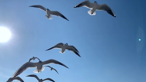 A flock of seagulls in the sky Stock Footage 103202657