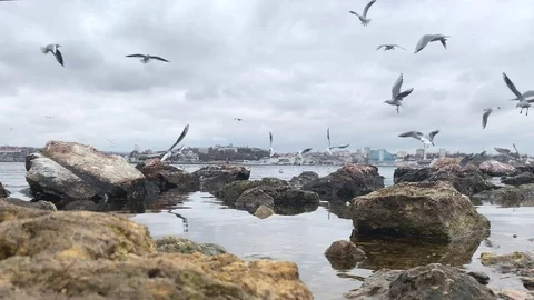 A flock of seagulls in the sky Stock Footage 103357426