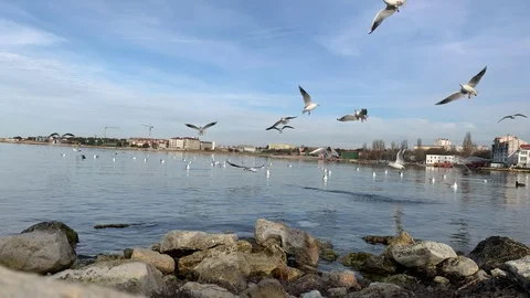 A flock of seagulls in the sky Stock Footage 104613818