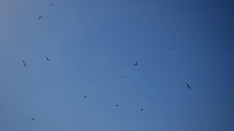 Flock of Seagulls in the Sky Stock Footage 105354853
