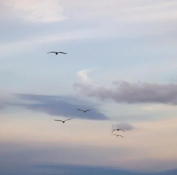 A Flock of Seagulls in the Sky Stock Photos