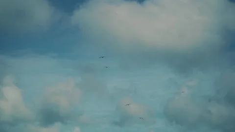 A flock of seagulls in the sky in the sky with clouds. Many seagulls fly high Stock Footage 169979852