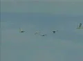Flock Of Seagulls Slow Motion Footage