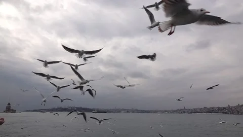 A flock of seagulls in slow motion.  Stock Footage 149113801