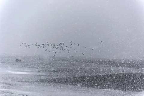 Flock of seagulls on a snow storm along beach Stock Photos