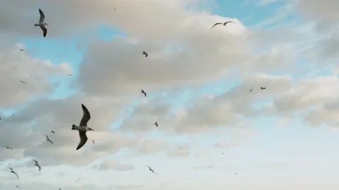 A flock of seagulls soaring against cloudy sky Vídeos de archivo 137412218