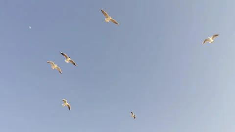 Flock of Seagulls Soaring and Gliding in the Blue Sky Stock Footage 303814602