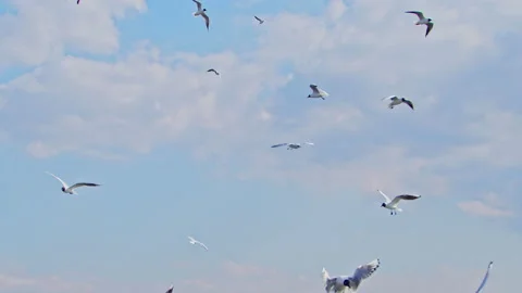 Flock Of Seagulls Soaring Cloudy Sky 2 스톡 동영상 172290230