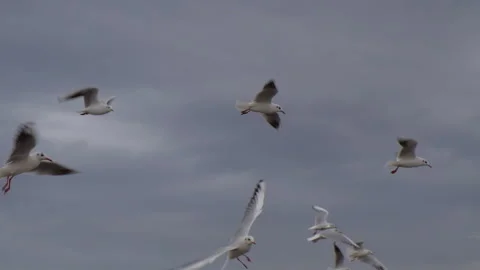 Flock of Seagulls soaring in the cloudy sky. Middle shot Slow motion Stock Footage 250357671