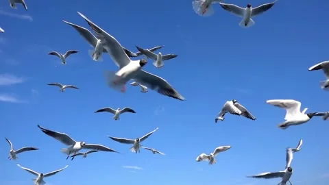 A flock of seagulls soaring dynamically against a vibrant blue sky. Stock-Footage 296857716