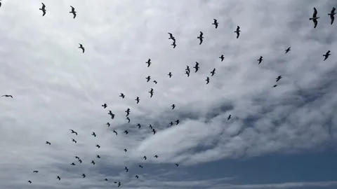 Flock of seagulls soars in the cloud sky, slow motion Stock Footage 245918217