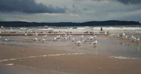 A flock of seagulls stand on a sandy beach on a cloudy stormy day. Stock Footage 268755474