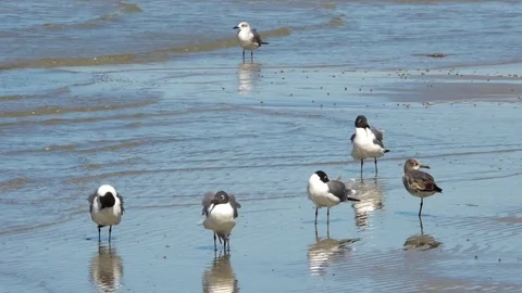 Flock of Seagulls Stand in Shallow Water and Clean Feathers, 4K Stock Footage 70773547